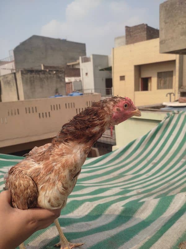 aseel chicks for sale 6