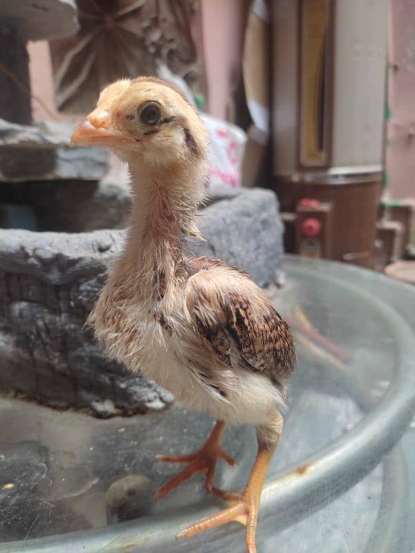 aseel chicks for sale 8