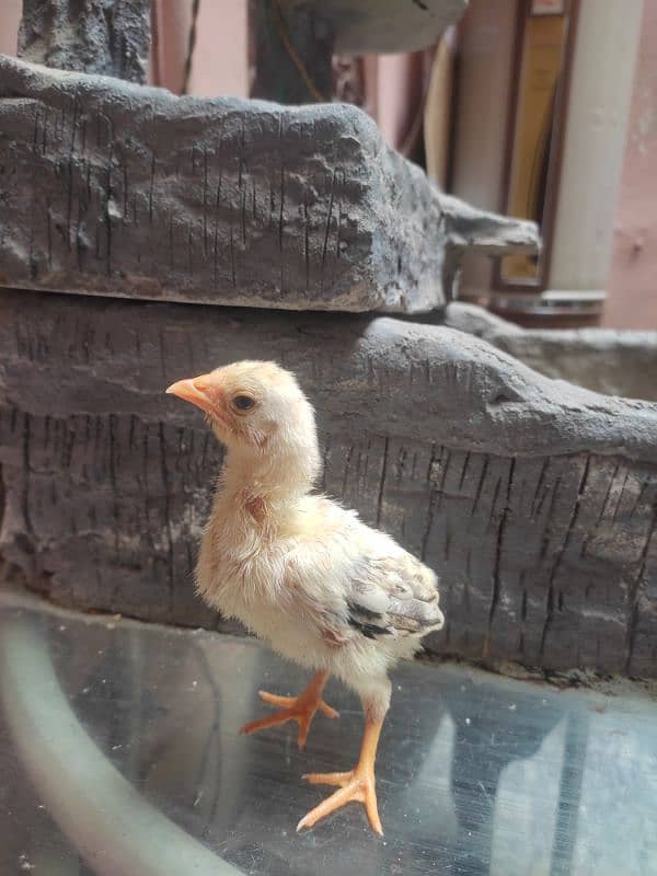 aseel chicks for sale 9