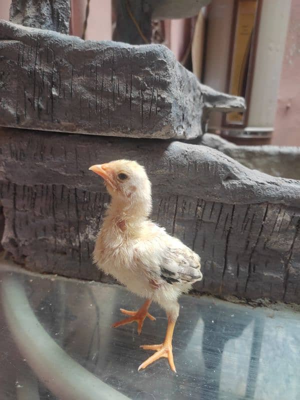 aseel chicks for sale 10