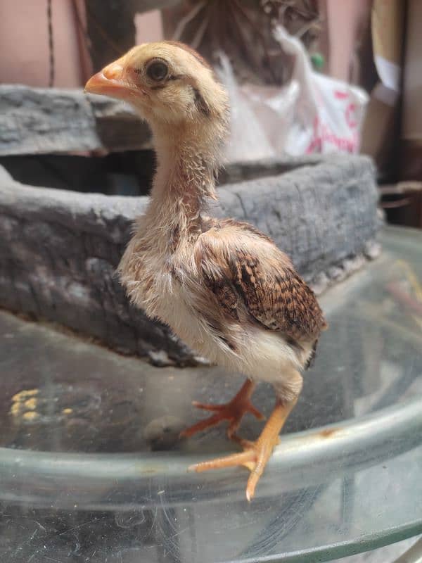 aseel chicks for sale 11