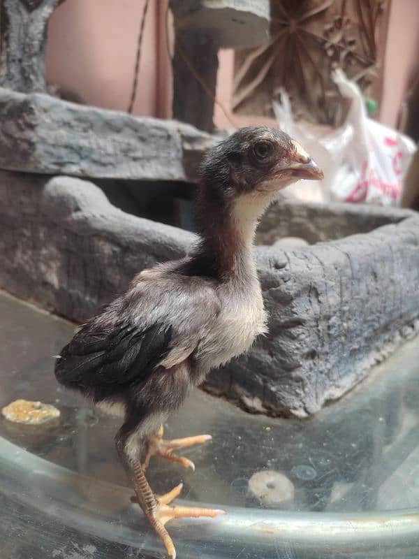 aseel chicks for sale 12