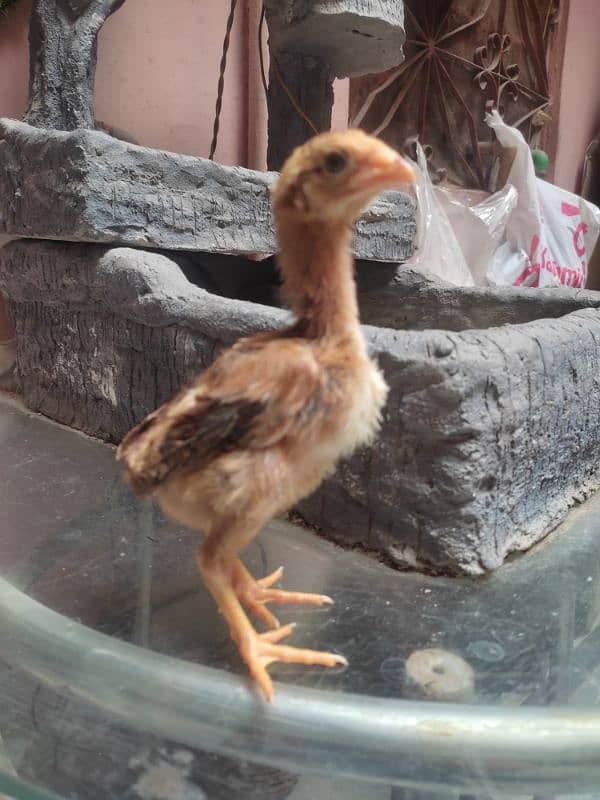 aseel chicks for sale 13