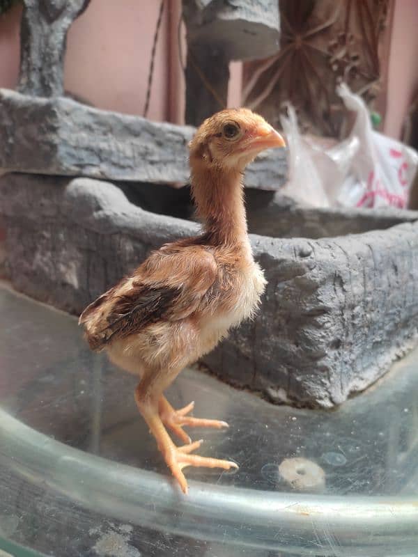 aseel chicks for sale 15