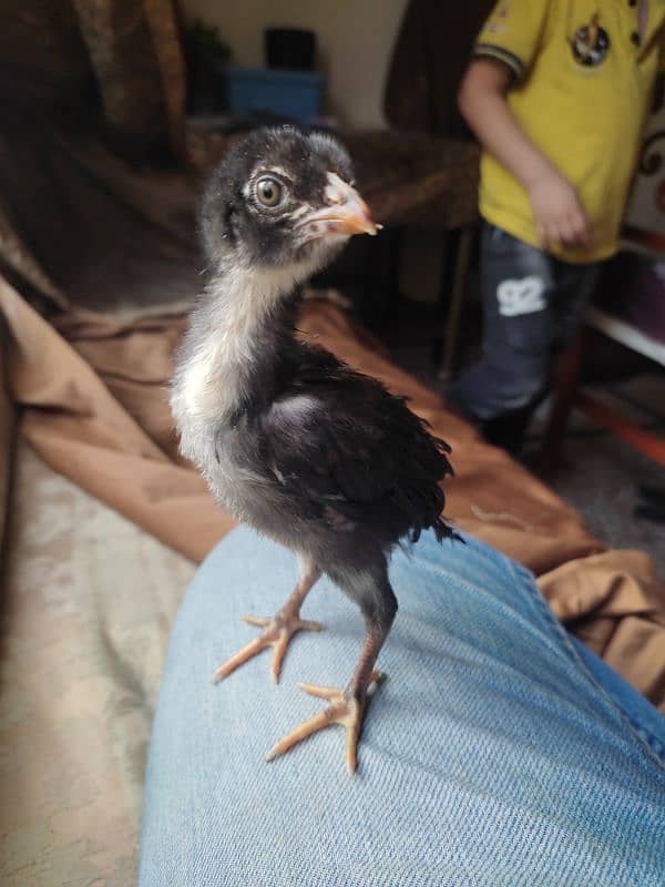 aseel chicks for sale 16