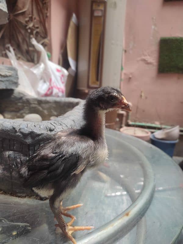 aseel chicks for sale 17