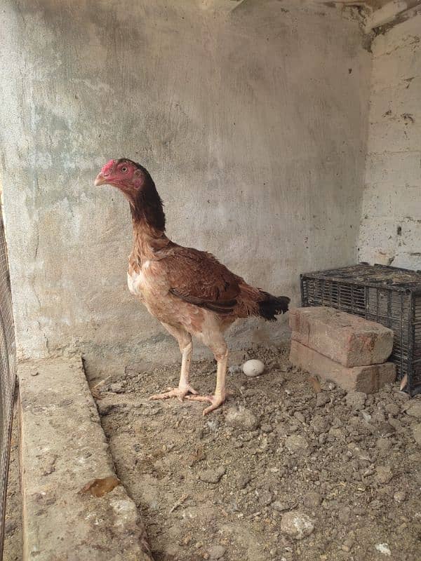 aseel chicks for sale 18