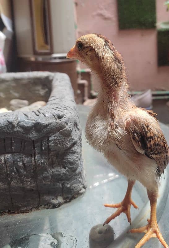 aseel chicks for sale 19