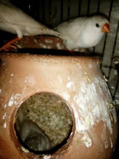 finches breader pair for sale