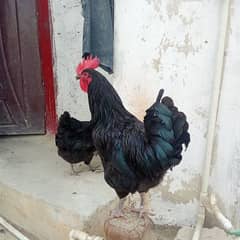 Australorp one day chicks and fertile egg