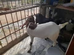 bakra