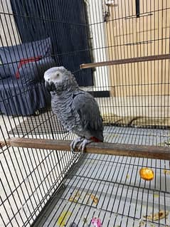 African grey pair male congo and female red factor