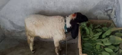 Desi Sheep