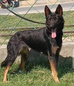 Belgian female 10 month aje available for sale