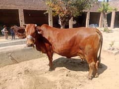 cow my nbr 03006195802