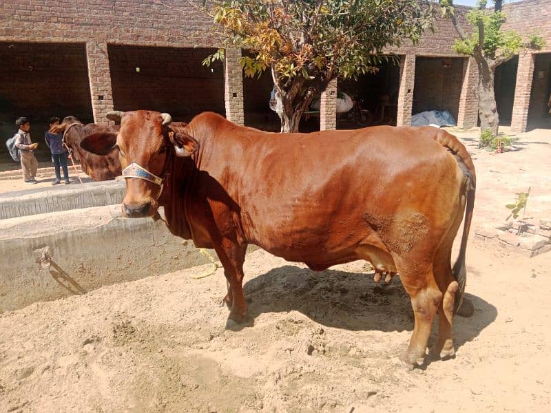 cow my nbr 03006195802 0