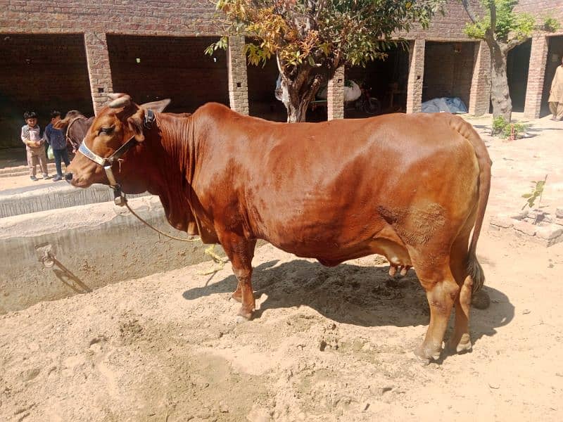 cow my nbr 03006195802 2