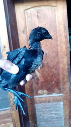 Ayam cemani,White silky, Austrolop,lohman white, lohman brown chicks