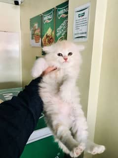 Persian male kitten for sale