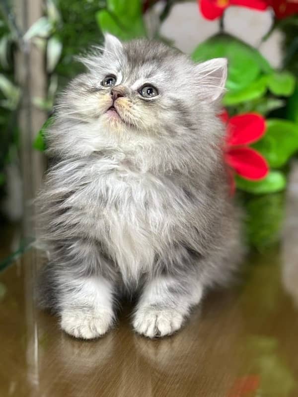 persian kitten 5