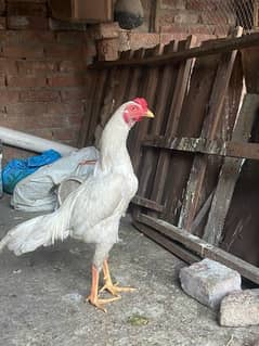 Aseel breeder pair