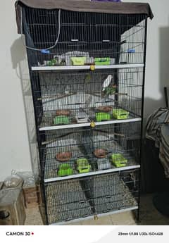 bird with 8 portion cage for sale