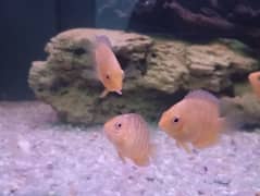 SEVERUM RED SPOT FOR SELL