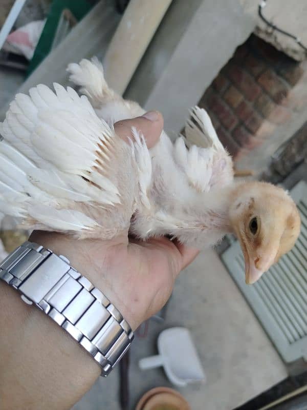 *Pure White Chicks (Heera) for Sale* 6