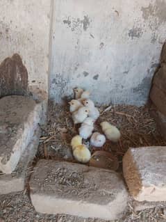 paper white Heera Aseel chicks available