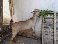 Healthy female goat for sale