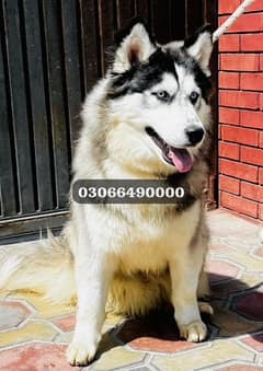 Beautiful Siberian Husky Male