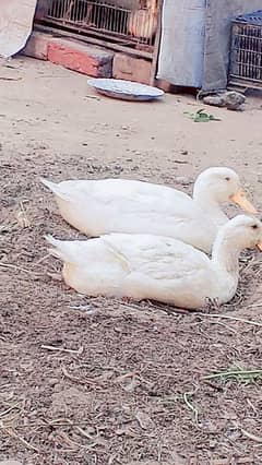 white duck pair egg laying