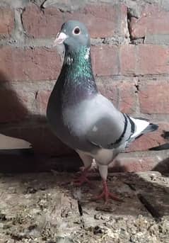 Qasad pigeon urgent for sale.