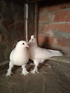 Santeint Pigeon pair