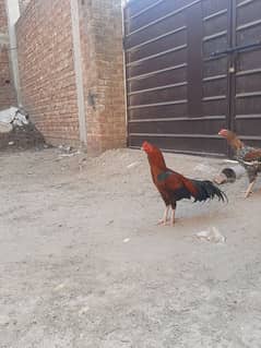 Hen