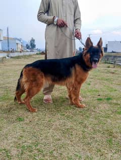 German shepherd female available for sale