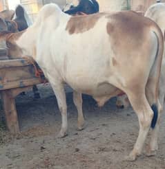 Attractive & Healthy livestock available