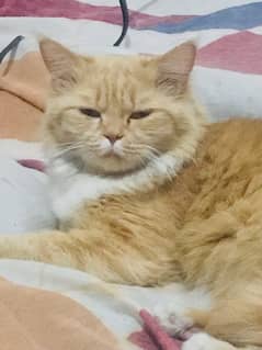 persin cat for sale active loving and also funny