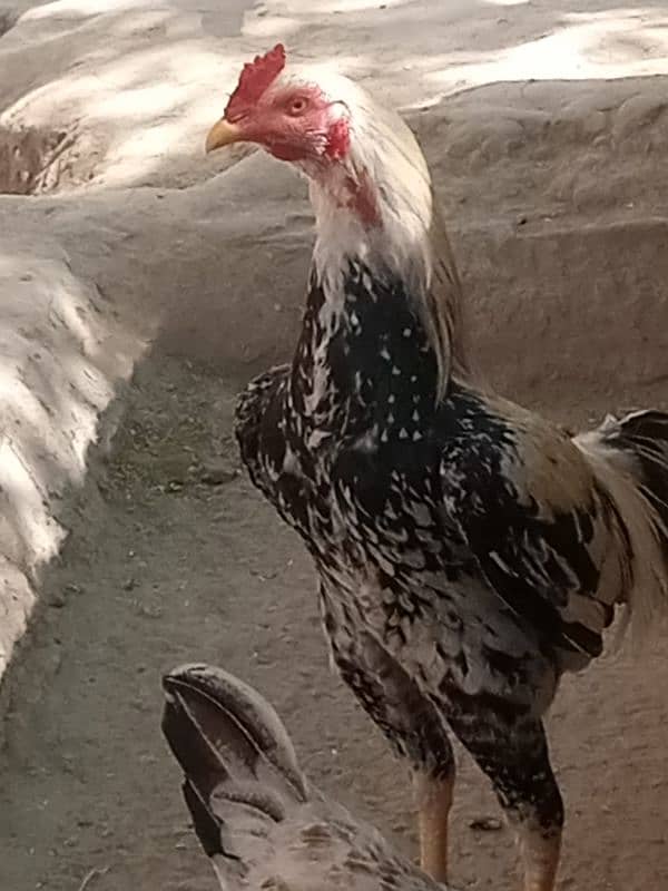 aseel patha 4