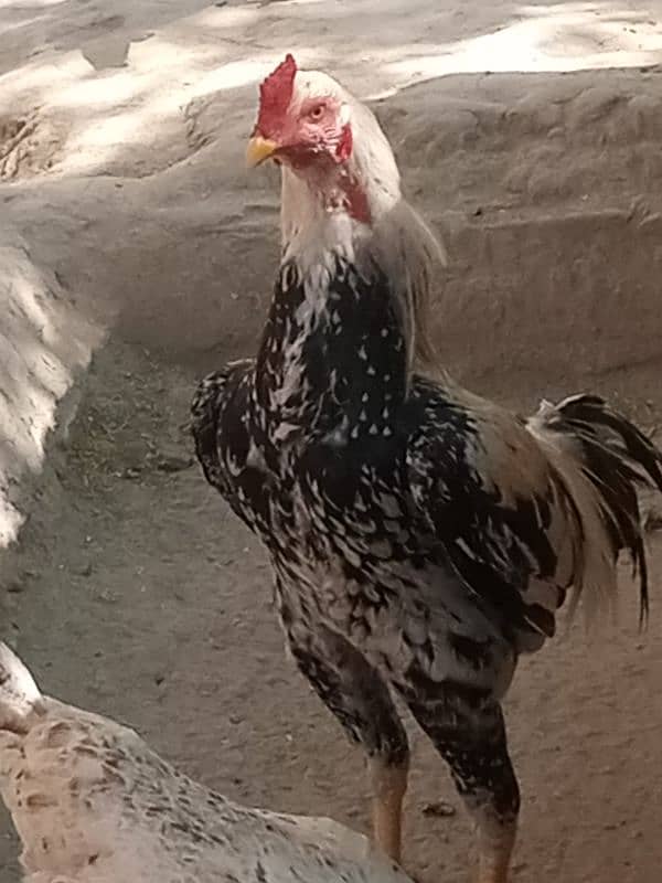 aseel patha 6