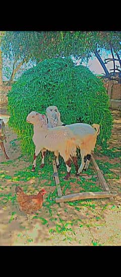 Bakra