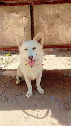 Samoyed or a White Swiss Shepherd Dog.