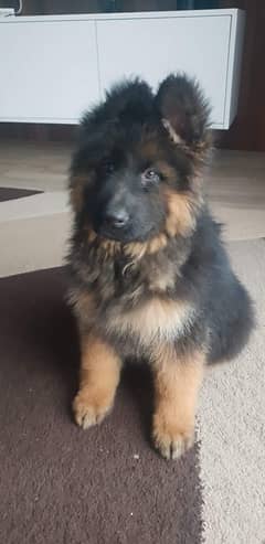 German shepherd