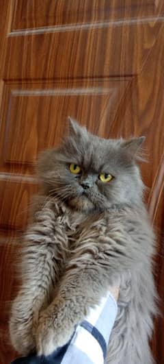 Persian Extreme Punch Female Cat Adult Breeder