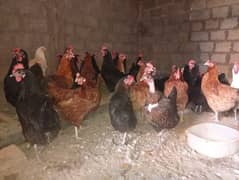 egg laying hens for sale