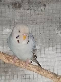 Australian parrot red eye adult male exchange with female