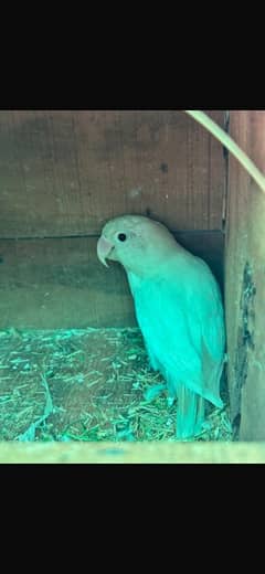 Albino Red Eyes & Lovebirds