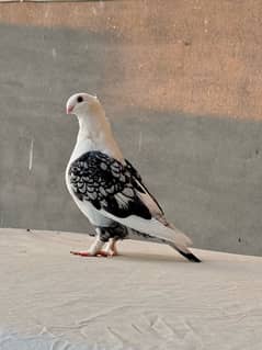 Sentinent pair and chicks