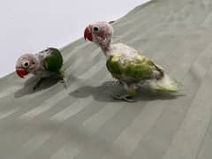 green parrot chicks