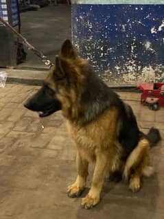 German shepherd pink pedigree female